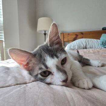 Crash -  Domestic Short Hair Cat for Adoption in Fort Worth, Texas - Crash | PetCurious