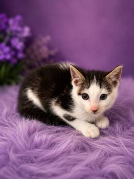 Orange -  Domestic Short Hair Cat for Adoption in Detroit, Michigan - Orange | PetCurious