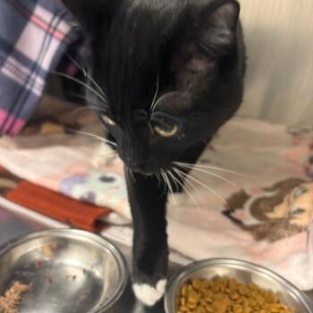 Jack -  American Shorthair Cat for Adoption in Brockton, Massachusetts - Jack | PetCurious