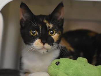 Gillian -  Domestic Short Hair Cat for Adoption in Portland, Oregon - Gillian | PetCurious