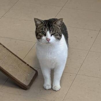 Domestic Short Hair Cats Available for Adoption - Rocky | PetCurious