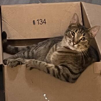 Spazzino -  Tabby Cat for Adoption in Ripon, California - Spazzino | PetCurious