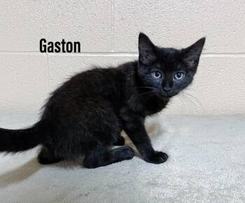 Gaston -  Domestic Short Hair Cat for Adoption in Clearfield, Kentucky - Gaston | PetCurious