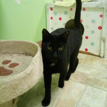 Rickshaw (Tripod) -  Domestic Short Hair Cat for Adoption in Monroe, Louisiana - Rickshaw (Tripod) | PetCurious