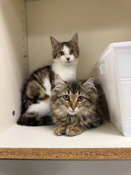 Shepherd -  Domestic Short Hair Cat for Adoption in Walled Lake, Michigan - Shepherd | PetCurious