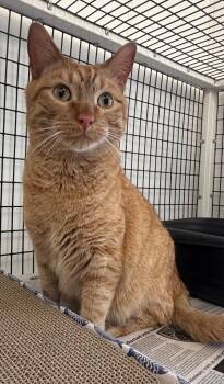 Domestic Medium Hair Cats Available for Adoption in Green River, Wyoming - Tatters | PetCurious