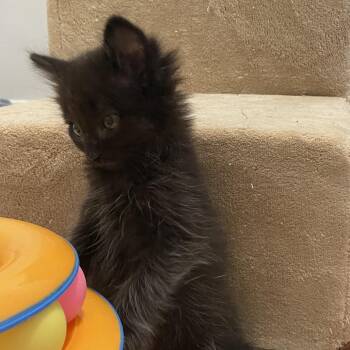 Toji -  Domestic Short Hair Cat for Adoption in Salt Lake City, Utah - Toji | PetCurious