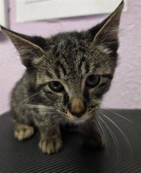 61286111 -  Domestic Short Hair Cat for Adoption in El Paso, Texas - 61286111 | PetCurious