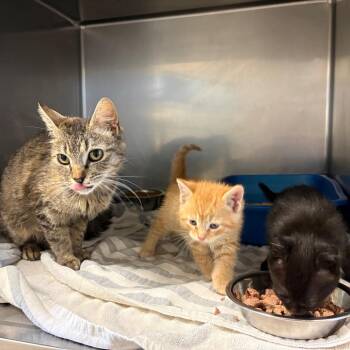 Nani -  Domestic Short Hair Cat for Adoption in Bristol, Indiana - Nani | PetCurious