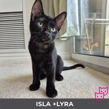 Rescue Domestic Short Hair Cats for Adoption in Toronto, Ontario - Isla (bonded With Lyra) | PetCurious