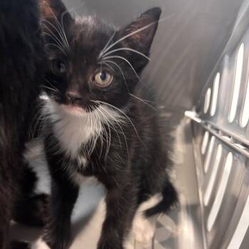 Arvi -  Domestic Short Hair Cat for Adoption in Allentown, Pennsylvania - Arvi | PetCurious