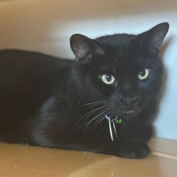 R168230 Blues -  Domestic Short Hair Cat for Adoption in Port Washington, New York - R168230 Blues | PetCurious