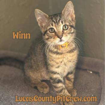Rescue American Shorthair and Domestic Short Hair Cats for Adoption in Toledo, Ohio - Winn | PetCurious