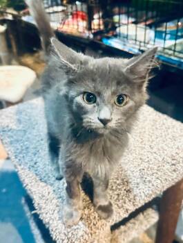 Rescue Domestic Medium Hair Cats for Adoption in Franklin, Indiana - Otter | PetCurious