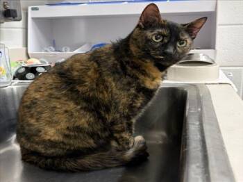 Domestic Short Hair Cats Available for Adoption - BIANCA | PetCurious