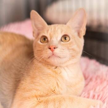 Mateo -  Domestic Short Hair Cat for Adoption in St. Augustine, Florida - Mateo | PetCurious