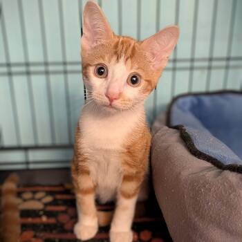 Rescue Domestic Short Hair Cats for Adoption - Morris | PetCurious