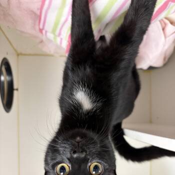 Twila -  Domestic Short Hair Cat for Adoption in Bloomfield, Connecticut - Twila | PetCurious