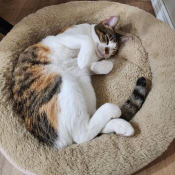 Nabi-C (Sponsored) -  Domestic Short Hair Cat for Adoption in East St. Louis, Illinois - Nabi-C (Sponsored) | PetCurious