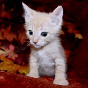 Rescue Domestic Short Hair Cats for Adoption in Austin, Texas - Q-Bert 27 | PetCurious