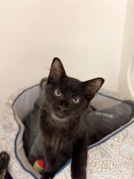 GOOGLY BEAR -  Domestic Medium Hair Cat for Adoption in Sugar Land, Texas - GOOGLY BEAR | PetCurious