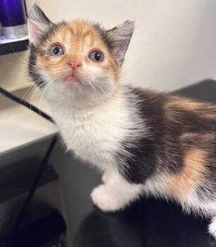 Domestic Short Hair Cats Available for Adoption - Silver | PetCurious