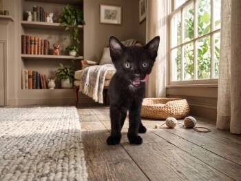 Pochita -  Domestic Short Hair Cat for Adoption in Ruskin, Florida - Pochita | PetCurious