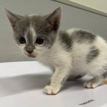 Kestrel -  Domestic Short Hair Cat for Adoption in Tampa, Florida - Kestrel | PetCurious