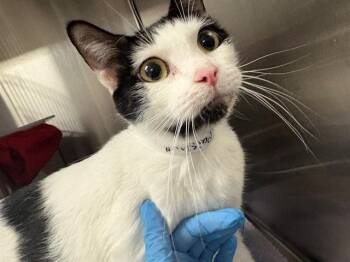 Domestic Short Hair Cats Available for Adoption in Pueblo, Colorado - PAISLEY | PetCurious