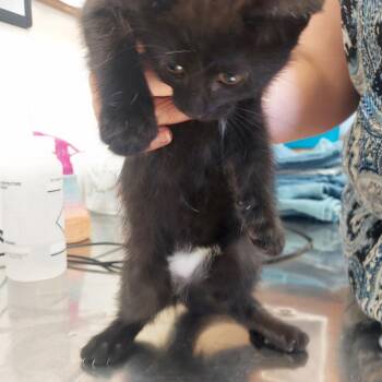 Riptide -  Domestic Short Hair Cat for Adoption in Ashtabula, Ohio - Riptide | PetCurious