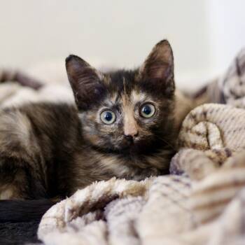 Rescue Domestic Short Hair Cats for Adoption in Austin, Texas - Miss Little Kitty 29 | PetCurious