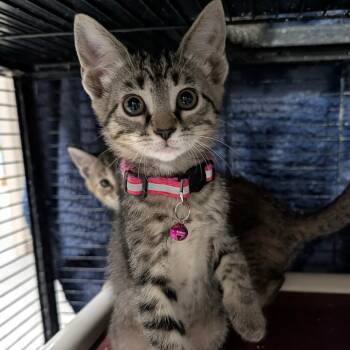 Thumbelina -  Tabby Cat for Adoption in Wilmington, Ohio - Thumbelina | PetCurious