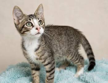 Izz CATaract -  Tabby and Domestic Short Hair Cat for Adoption in Homestead, Florida - Izz CATaract | PetCurious