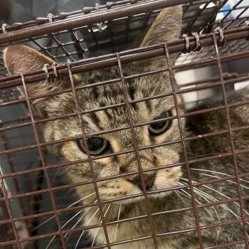 Kelis -  Domestic Long Hair Cat for Adoption in Chicago, Illinois - Kelis | PetCurious