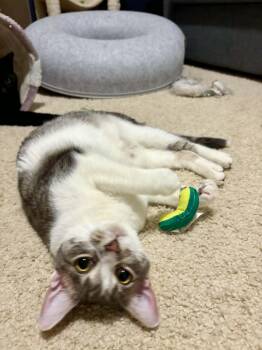 Domestic Short Hair Cats Available for Adoption - Tart | PetCurious