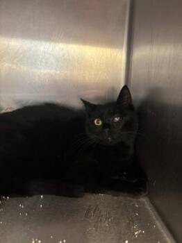 Domestic Short Hair Cats Available for Adoption - Perfect | PetCurious