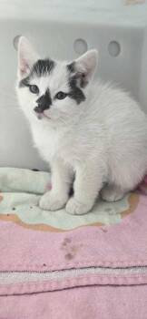 Domestic Short Hair Cats Available for Adoption - Dodger | PetCurious