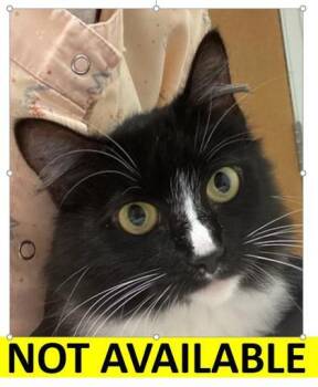 Rescue Domestic Medium Hair and Domestic Short Hair Cats for Adoption in Eugene, Oregon - Catalina | PetCurious