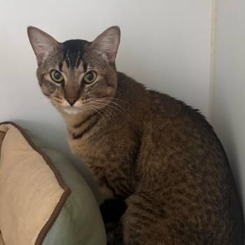 Biscotti -  Domestic Short Hair Cat for Adoption in Grass Valley, California - Biscotti | PetCurious