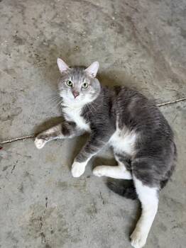 Gordon -  Domestic Short Hair Cat for Adoption in Harrisburg, Pennsylvania - Gordon | PetCurious