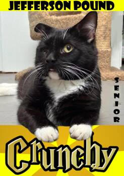 Crunchy (Or Crunchwrap) -  Domestic Medium Hair Cat for Adoption in Jefferson, New Jersey - Crunchy (Or Crunchwrap) | PetCurious