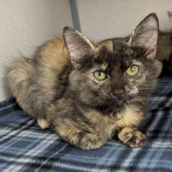 Peony -  Domestic Short Hair Cat for Adoption in Evansville, Indiana - Peony | PetCurious