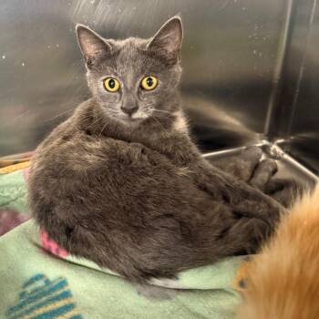 Wiggles -  Domestic Short Hair Cat for Adoption in Spokane, Washington - Wiggles | PetCurious