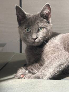 Rescue Domestic Short Hair Cats for Adoption in Mokena, Illinois - Fava Bean | PetCurious