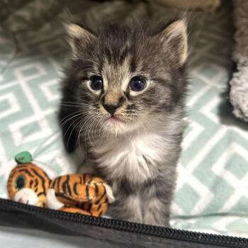 Domestic Long Hair Cats Available for Adoption in Long Beach, California - Indigo | PetCurious