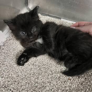 Bashful -  Domestic Long Hair Cat for Adoption in Charleston, West Virginia - Bashful | PetCurious