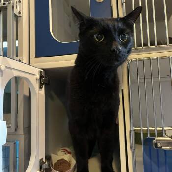 Domestic Short Hair Cats Available for Adoption in Salisbury, Massachusetts - Arnesto | PetCurious