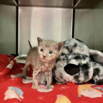 Doechii -  Domestic Short Hair Cat for Adoption in Dallas, Texas - Doechii | PetCurious