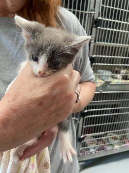 Clyde - At shelter -  Domestic Short Hair Cat for Adoption in Rustburg, Virginia - Clyde - At Shelter | PetCurious