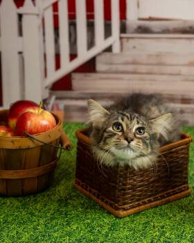 Sweeney -  Domestic Medium Hair Cat for Adoption in Lapeer, Michigan - Sweeney | PetCurious